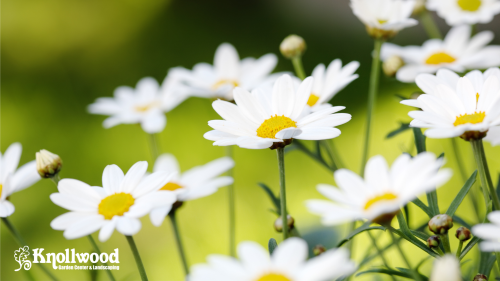 Summer Gardening Survival Guide for Zone 6: Keep Your Plants Thriving in the Heat